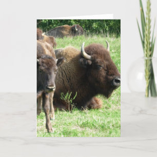 Buffalo Picture Greeting Card