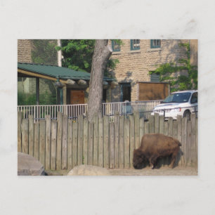 buffalo postcard