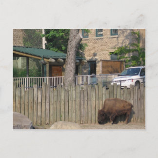 buffalo postcard