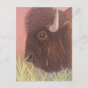 Buffalo Postcard