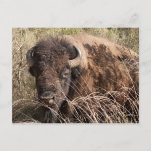 Buffalo Postcard