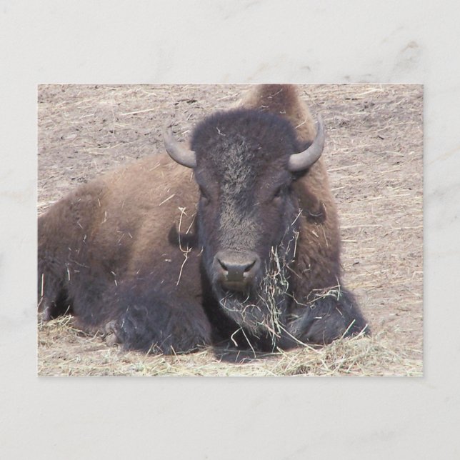 buffalo Postcard (Front)