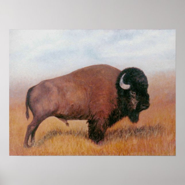 Buffalo Poster (Front)