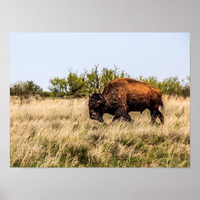 Buffalo Poster (Front)