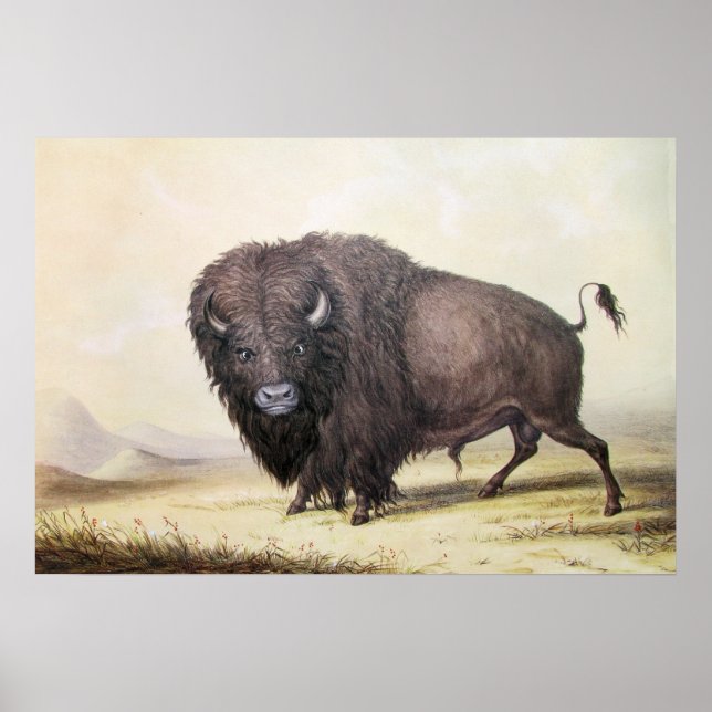Buffalo Poster (Front)