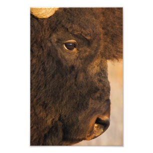 Buffalo Profile Photo Print