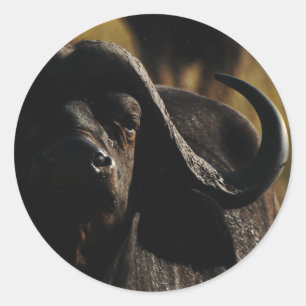 Buffalo - safari big five animal stickers