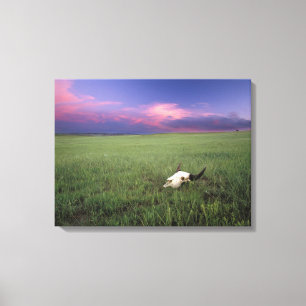 Buffalo Skull in Prairie Grass near Medora Canvas Print