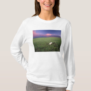 Buffalo Skull in Prairie Grass near Medora T-Shirt