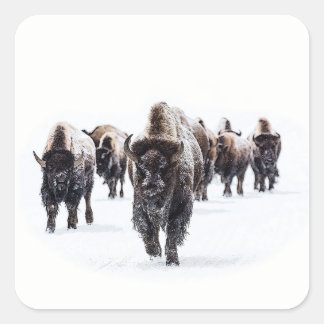 Buffalo Square Sticker