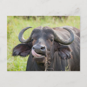 Buffalo Sticks Tongue Out Postcard