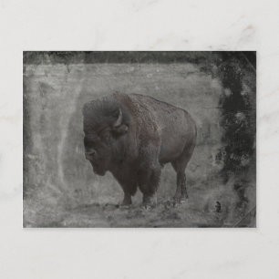 Buffalo Tintype Postcard