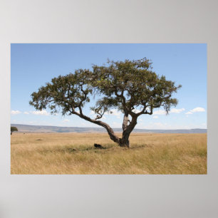 Buffalo under acacia tree poster