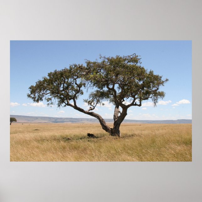 Buffalo under acacia tree poster (Front)