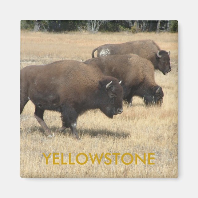 Buffalo Yellowstone Magnet (Front)