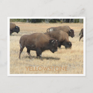 Buffalo Yellowstone Postcard
