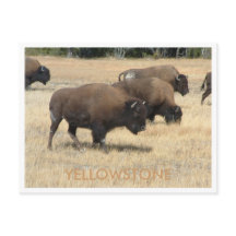 Buffalo Yellowstone Postcard