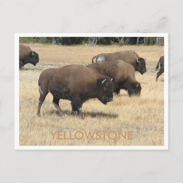 Buffalo Yellowstone Postcard (Front)