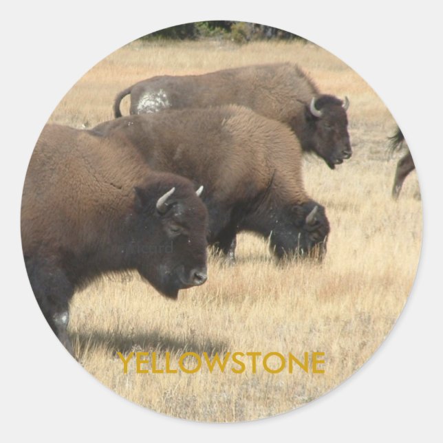 Buffalo Yellowstone Sticker (Front)