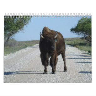 Buffaloed! Calendar