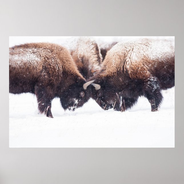 Buffaloes Play-Fighting Poster (Front)