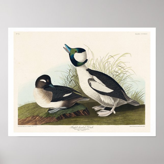 Buffel-headed Duck by Audubon Poster (Front)