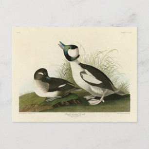 Buffel-headed Duck from Audubon's Birds of America Postcard