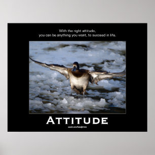 Bufflehead Duck Attitude  Motivational Posters