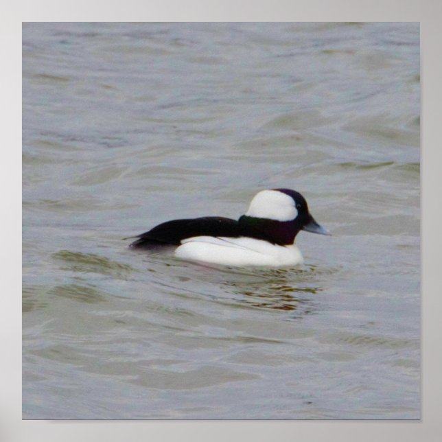 Bufflehead Duck Photo Poster (Front)