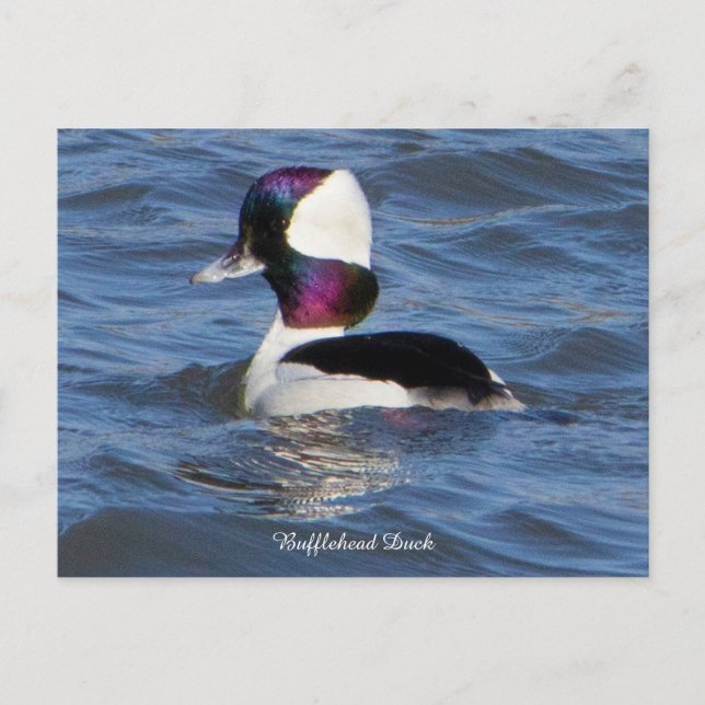 Bufflehead Duck Postcard (Front)