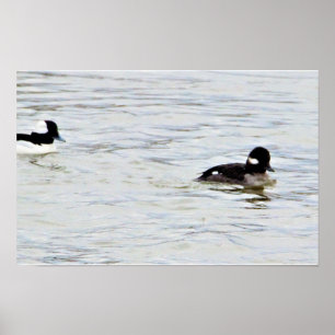 Bufflehead Ducks Photo Poster