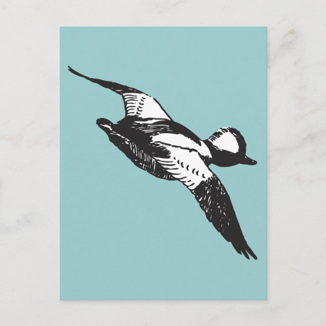 Bufflehead Sketch Postcard (Front)