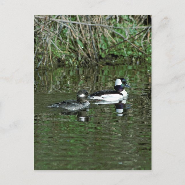 Buffleheads - Dipper Ducks Postcard (Front)