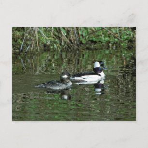 Buffleheads - Dipper Ducks Postcard