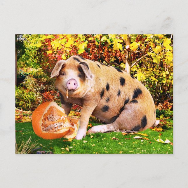 "Buffy's Pumpkin"  Postcard (Front)