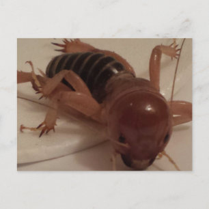 Bug 1 - educatedbrainfart postcard