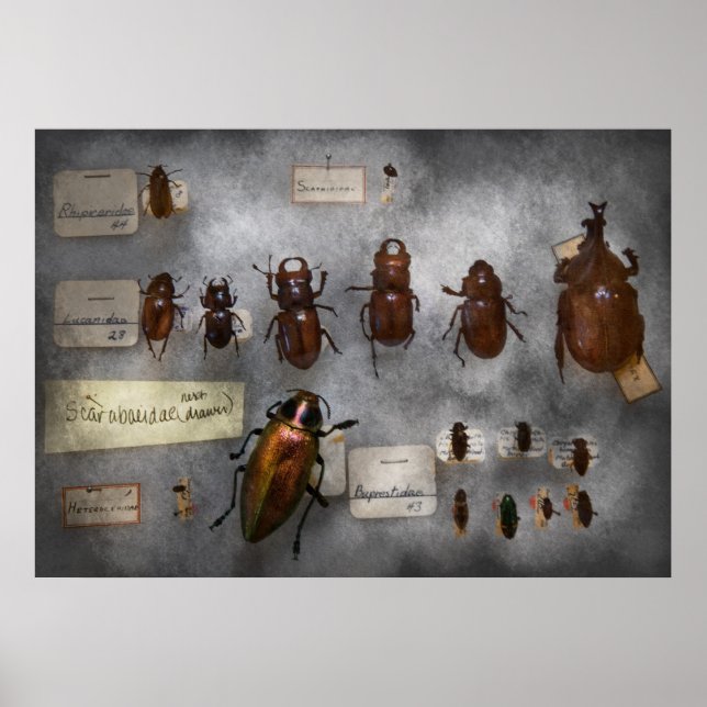 Bug Collector - The insect Collection Poster (Front)