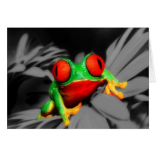 Bug-Eyed Frog