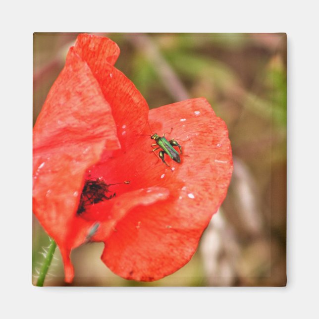 Bug on a poppy flower magnet (Front)