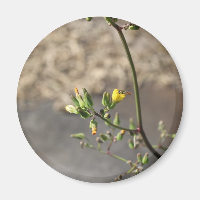 Bug on Flower Magnet (Front)