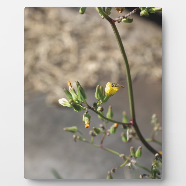 Bug on Flower Plaque (Front)