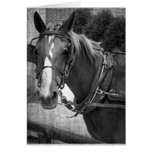 Buggy Horse at the Hitching Post