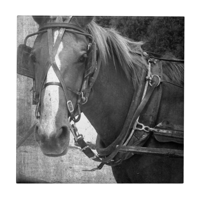 Buggy Horse at the Hitching Post Tile (Front)