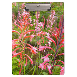 Bugle Lily (Watsonia) Flower, Eastern Cape Clipboard