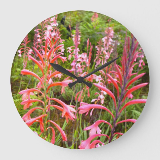 Bugle Lily (Watsonia) Flower, Eastern Cape Large Clock (Front)