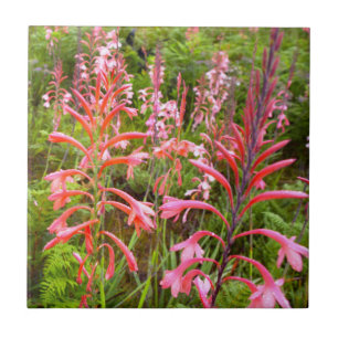 Bugle Lily (Watsonia) Flower, Eastern Cape Tile
