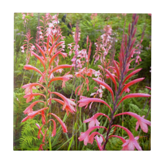 Bugle Lily (Watsonia) Flower, Eastern Cape Tile (Front)