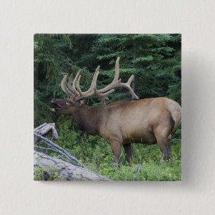 Bugling elk in Banff National Park, Canada. 15 Cm Square Badge