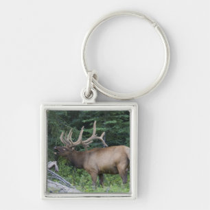 Bugling elk in Banff National Park, Canada. Key Ring