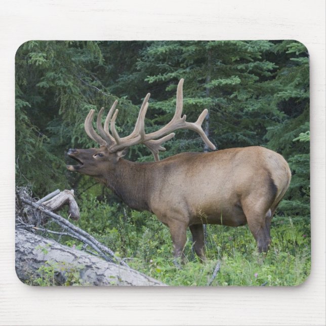 Bugling elk in Banff National Park, Canada. Mouse Mat (Front)